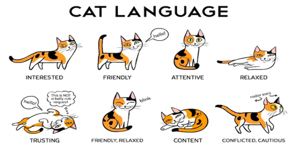 cats language