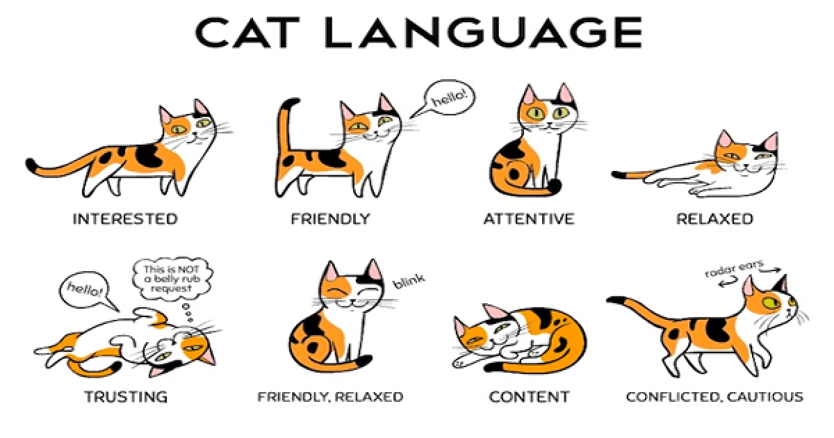 How to Find a ‘Common Language’ With Your Cat! - Az Viral