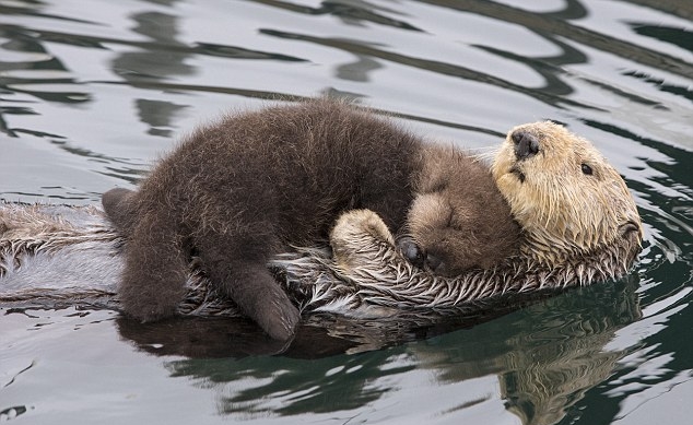 newborn otter
