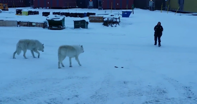 wild arctic wolves