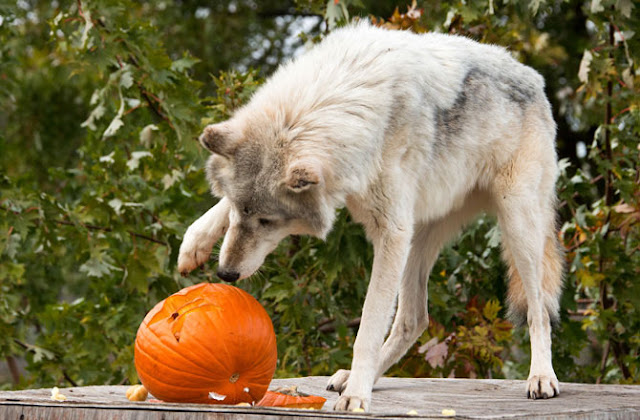 pumpkin wolf