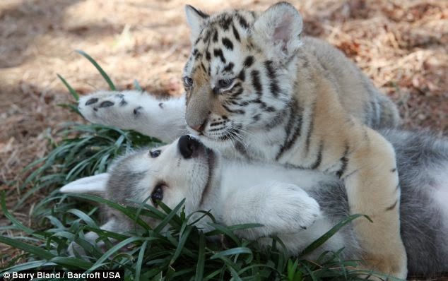 wolf and tiger cub
