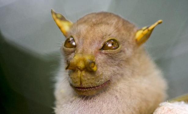 Tube-nosed Bat