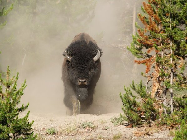 apache buffalo
